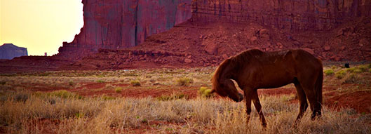 foundered horse in field