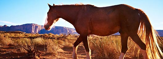 horizontal cracks horses hoof