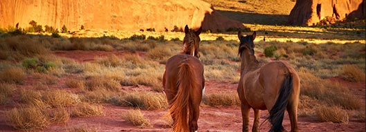 example of equine quarter cracks