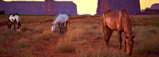 horse during hoof wall repair